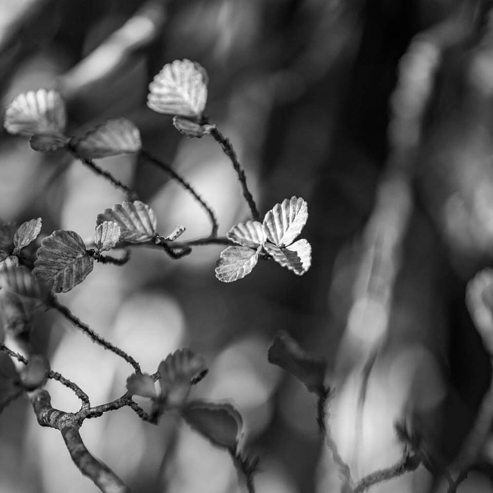 The Turning of the Fagus